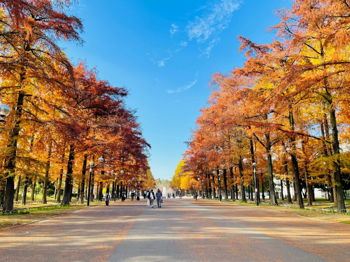 metsequoia lane in nami island
